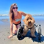 kimberly and josh the golden doodle at the beach josh is wearing his rear leg support braces and kimberly is kneeling down and has her hand on joshs back