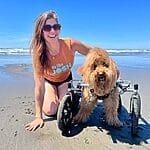 kimberly and josh the golden doodle at the beach josh is wearing his rear leg support braces and kimberly is kneeling down and has her hand on joshs back