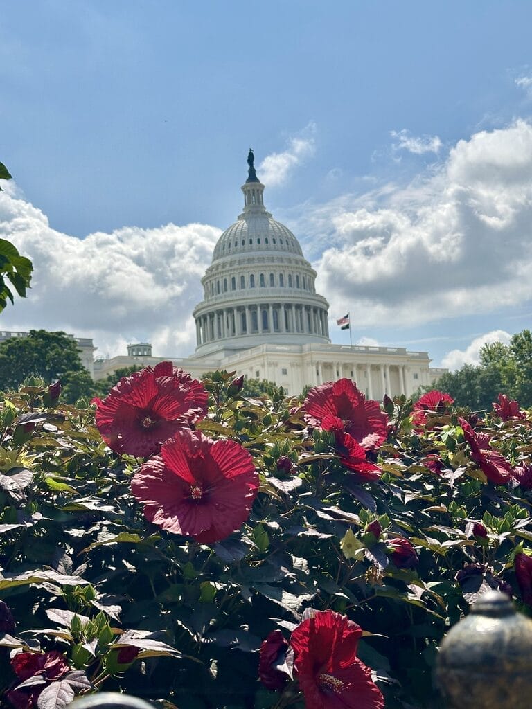 us capitol building behind red hibiscus flowers